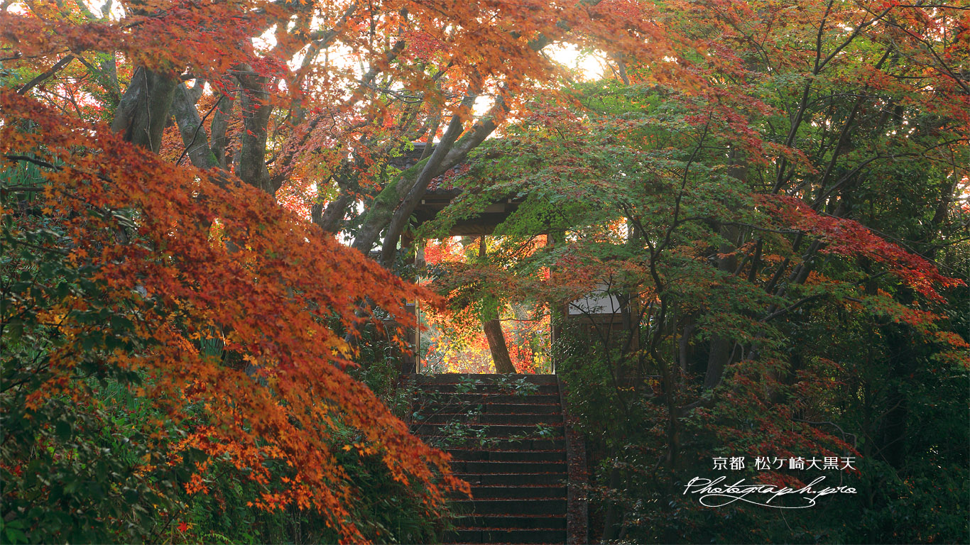 松ケ崎大黒天 裏参道の紅葉 壁紙