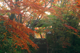 松ケ崎大黒天 裏参道の紅葉