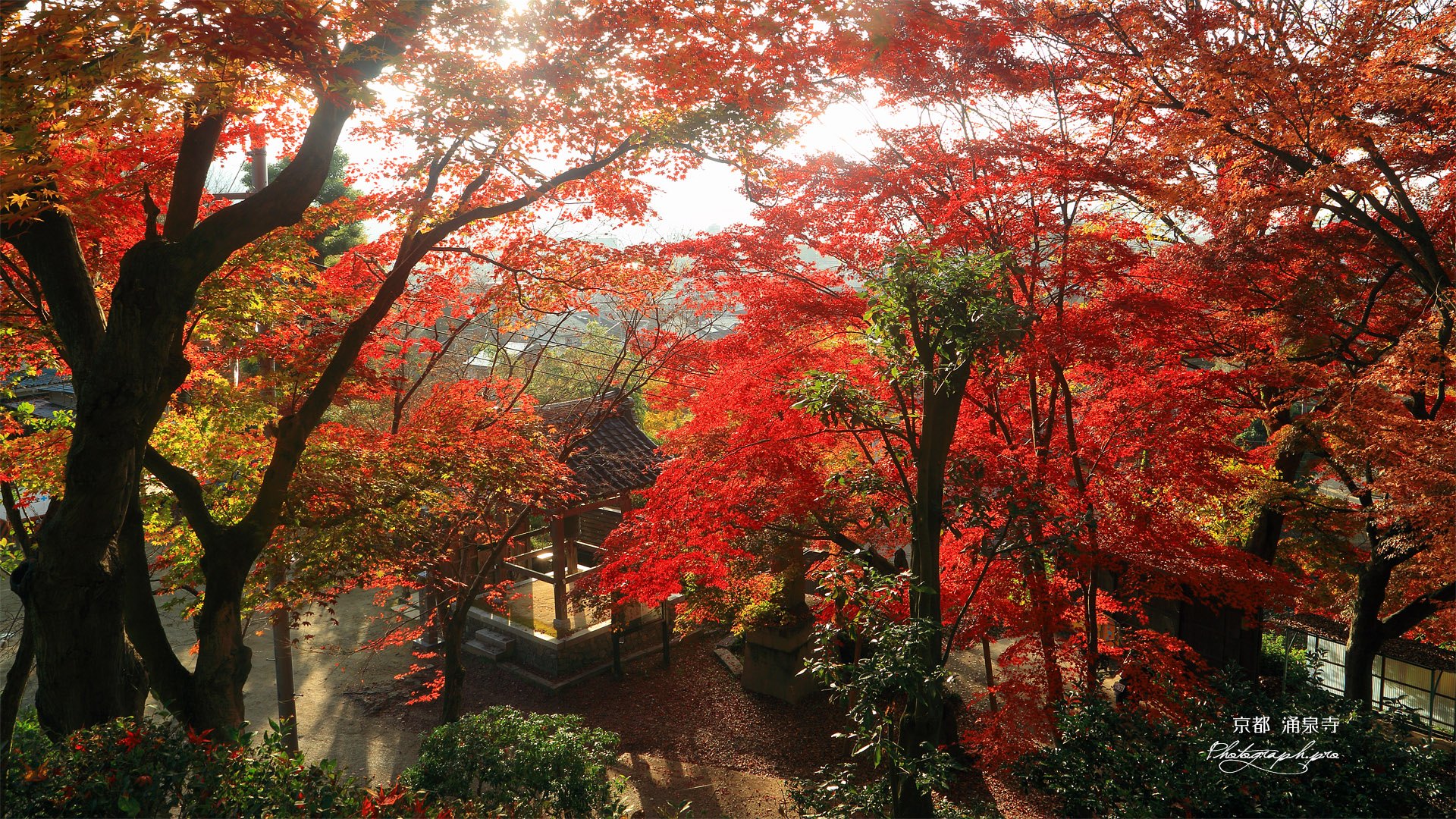 涌泉寺 紅葉越しの鐘楼