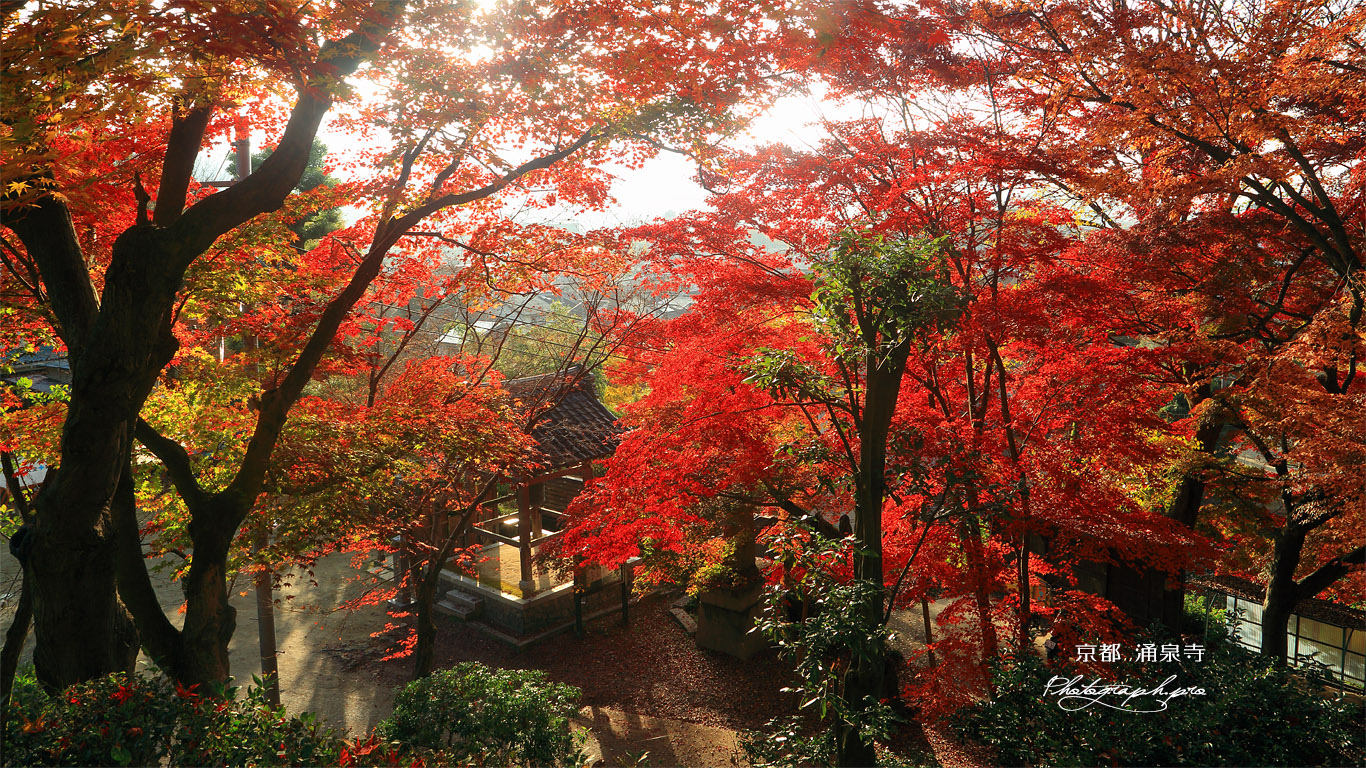涌泉寺 紅葉越しの鐘楼 壁紙