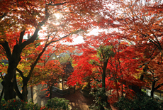涌泉寺