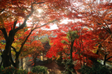 涌泉寺 紅葉越しの鐘楼