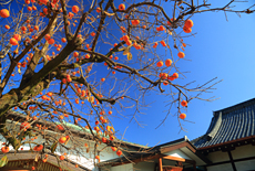 常徳寺