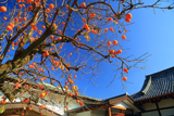常徳寺