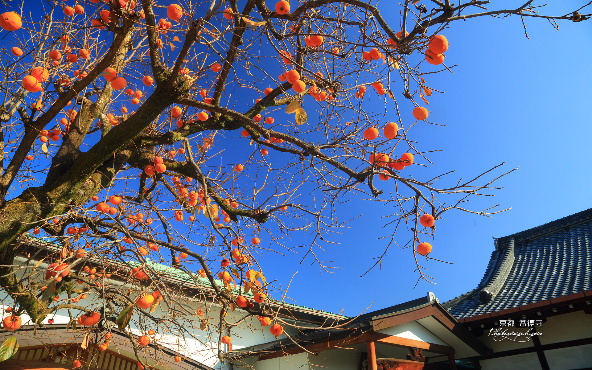 常徳寺 柿の実