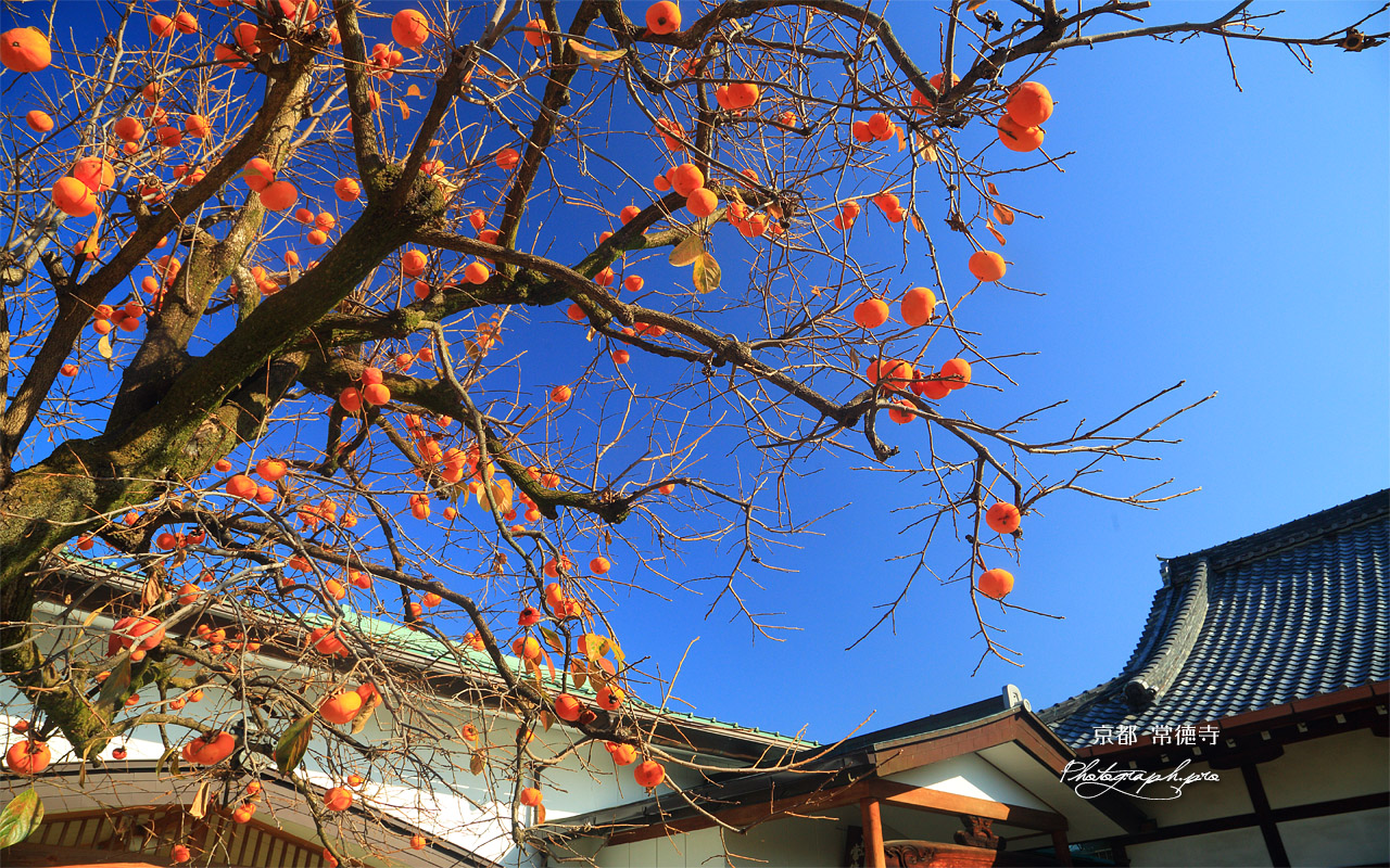 常徳寺 柿の実 壁紙