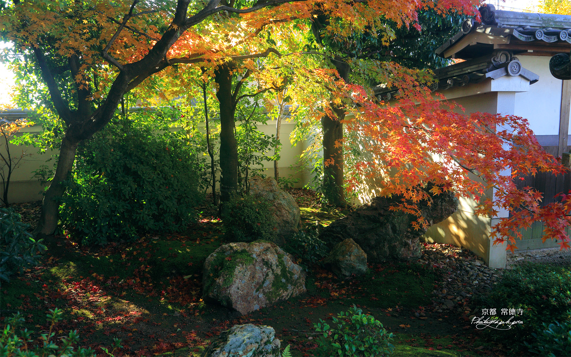 常徳寺 紅葉