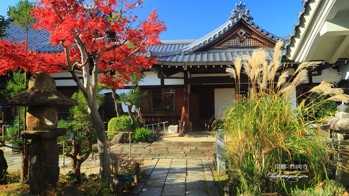 西向寺 紅葉と玄関 壁紙