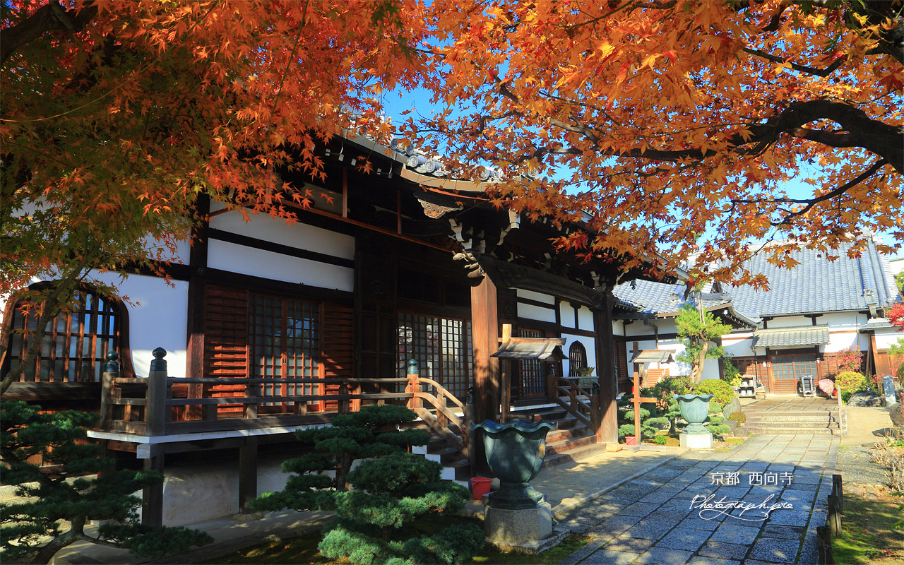 西向寺 紅葉と本堂 壁紙