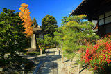光福寺 南天と公孫樹黄葉
