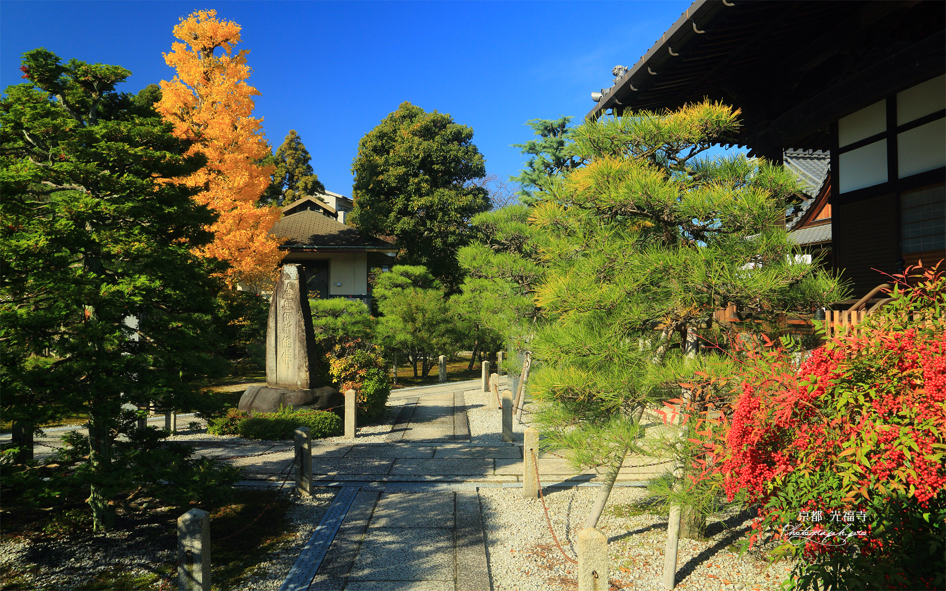 光福寺 南天と公孫樹黄葉