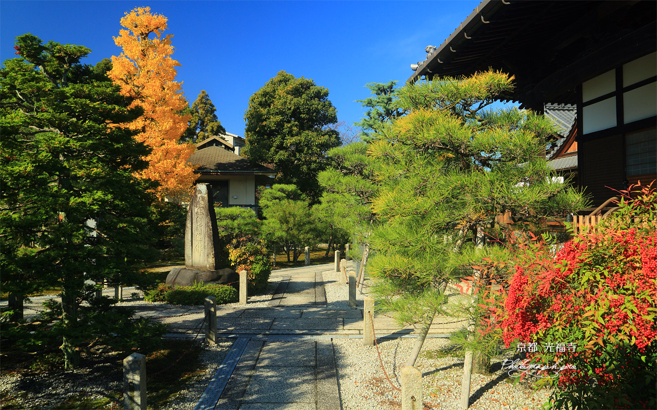 光福寺 南天と公孫樹黄葉 壁紙