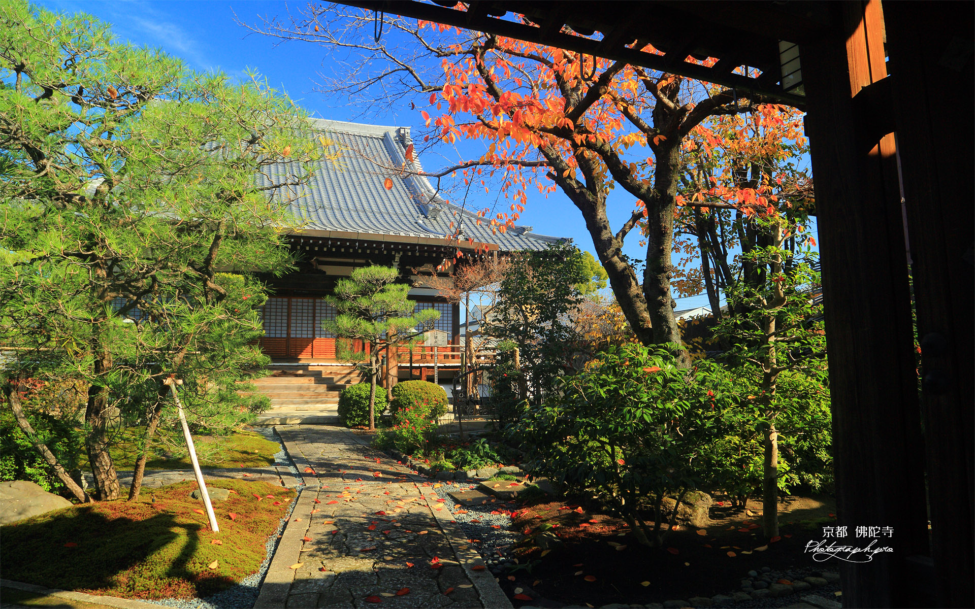 佛陀寺 桜紅葉と本堂