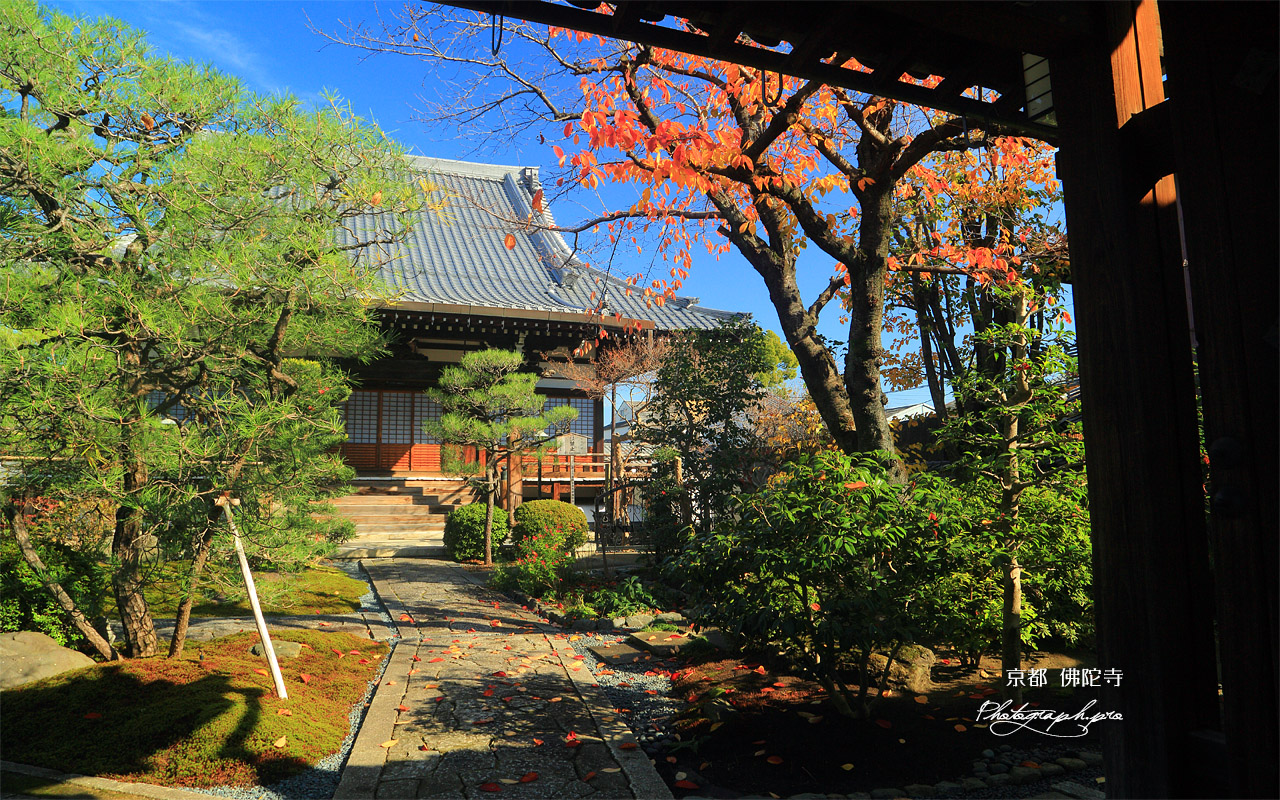 佛陀寺 桜紅葉と本堂 壁紙