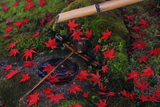 本満寺 蹲踞の散り紅葉