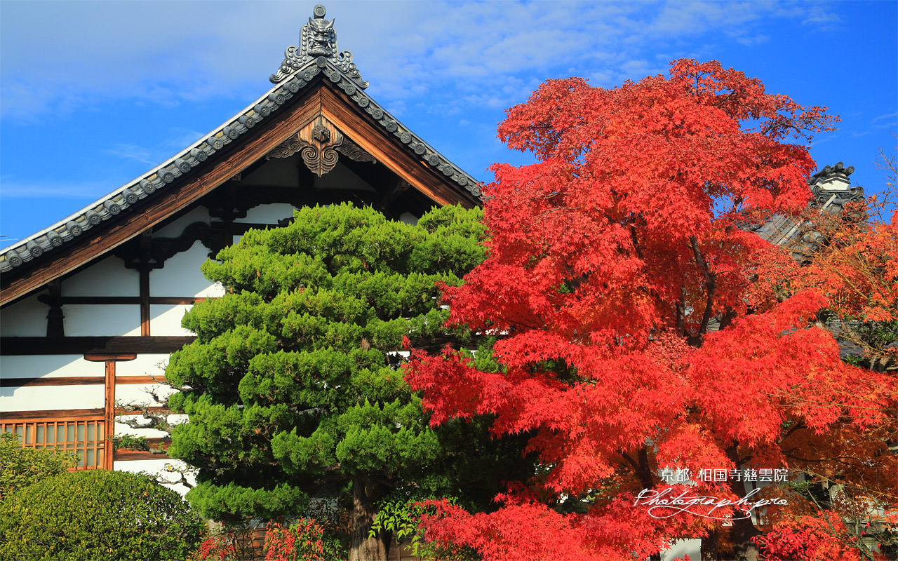 相国寺慈雲院 紅葉と庫裡 壁紙