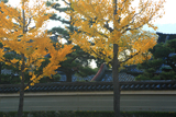 大聖寺 イチョウ黄葉と東面築地