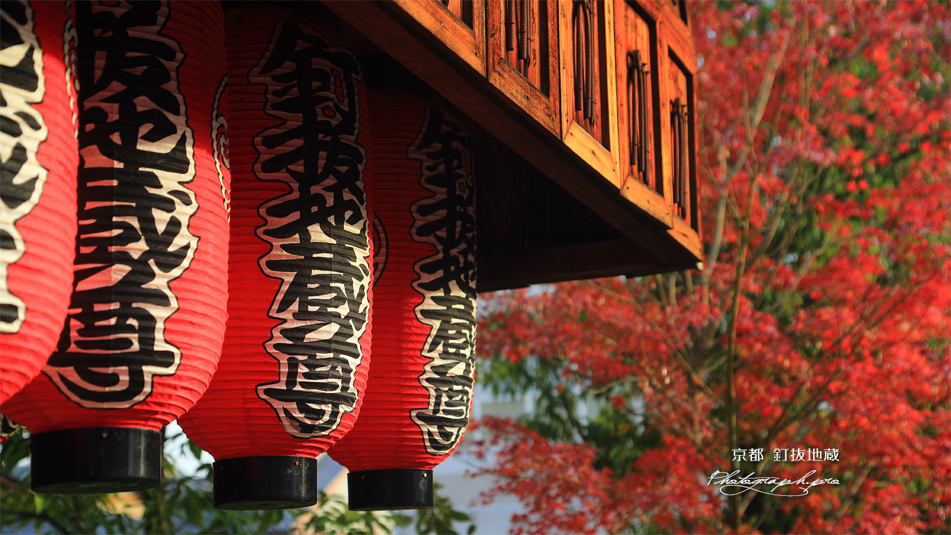 石像寺 地蔵堂の提燈と紅葉 壁紙