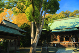 鎌倉岩瀬 イチョウ黄葉の五所稲荷神社