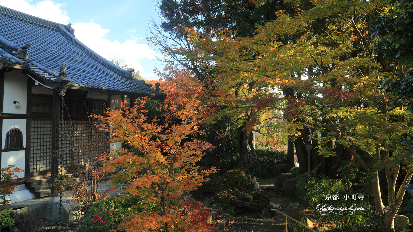 小町寺 黄葉の本堂 壁紙
