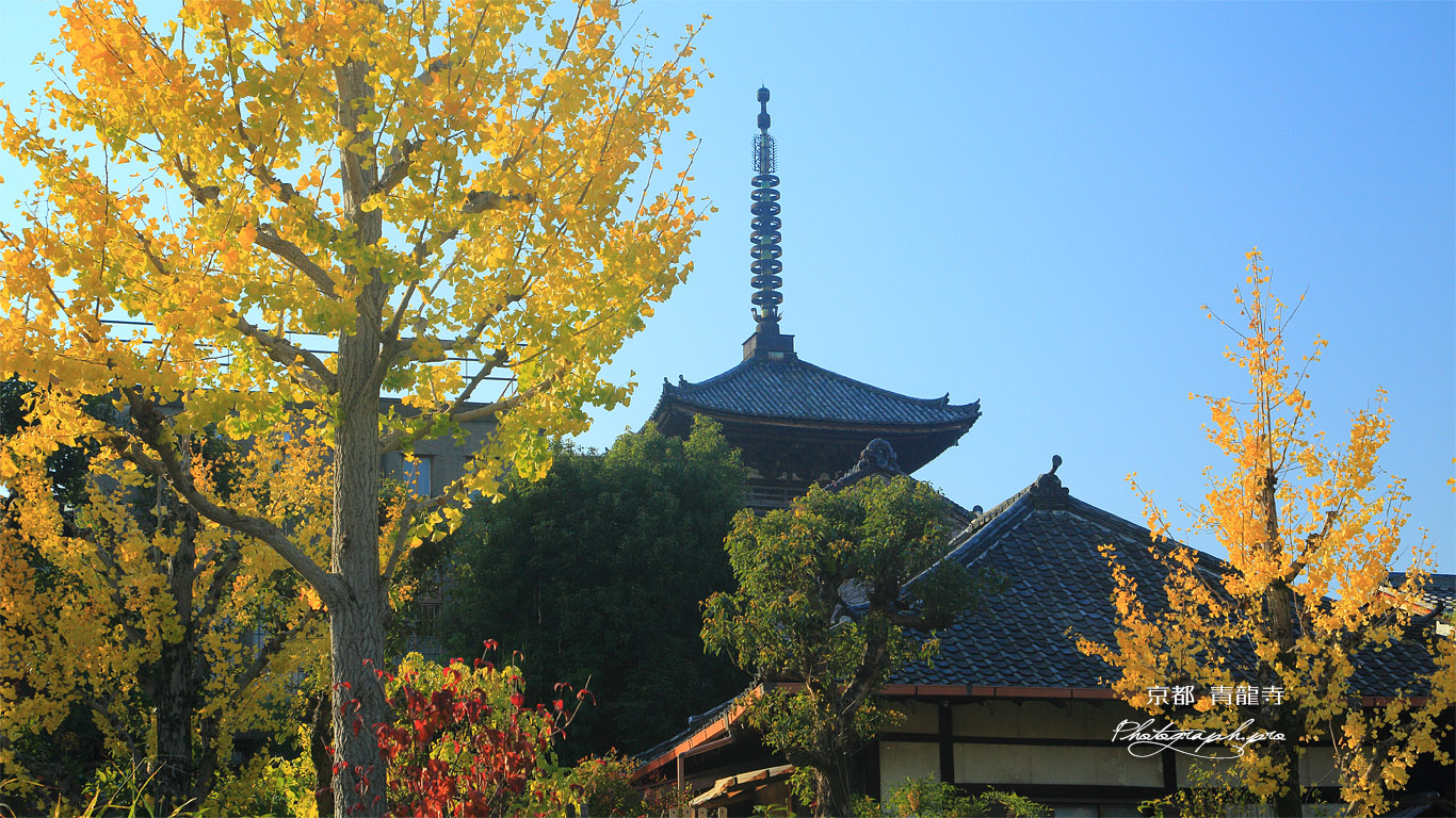 青龍寺 銀杏黄葉と八坂塔 壁紙