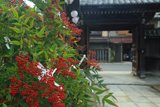 禅居庵 南天と唐門