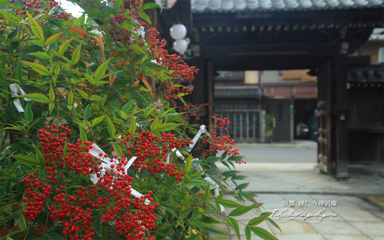 禅居庵 南天と唐門 壁紙