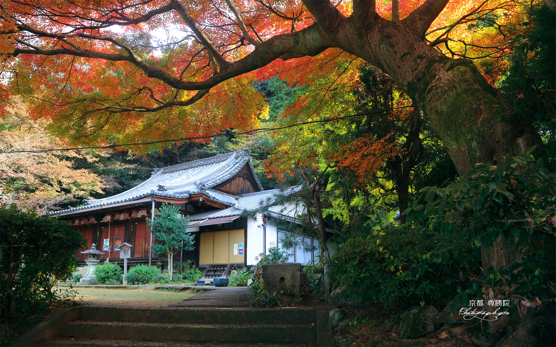 尊勝院 紅葉と本堂