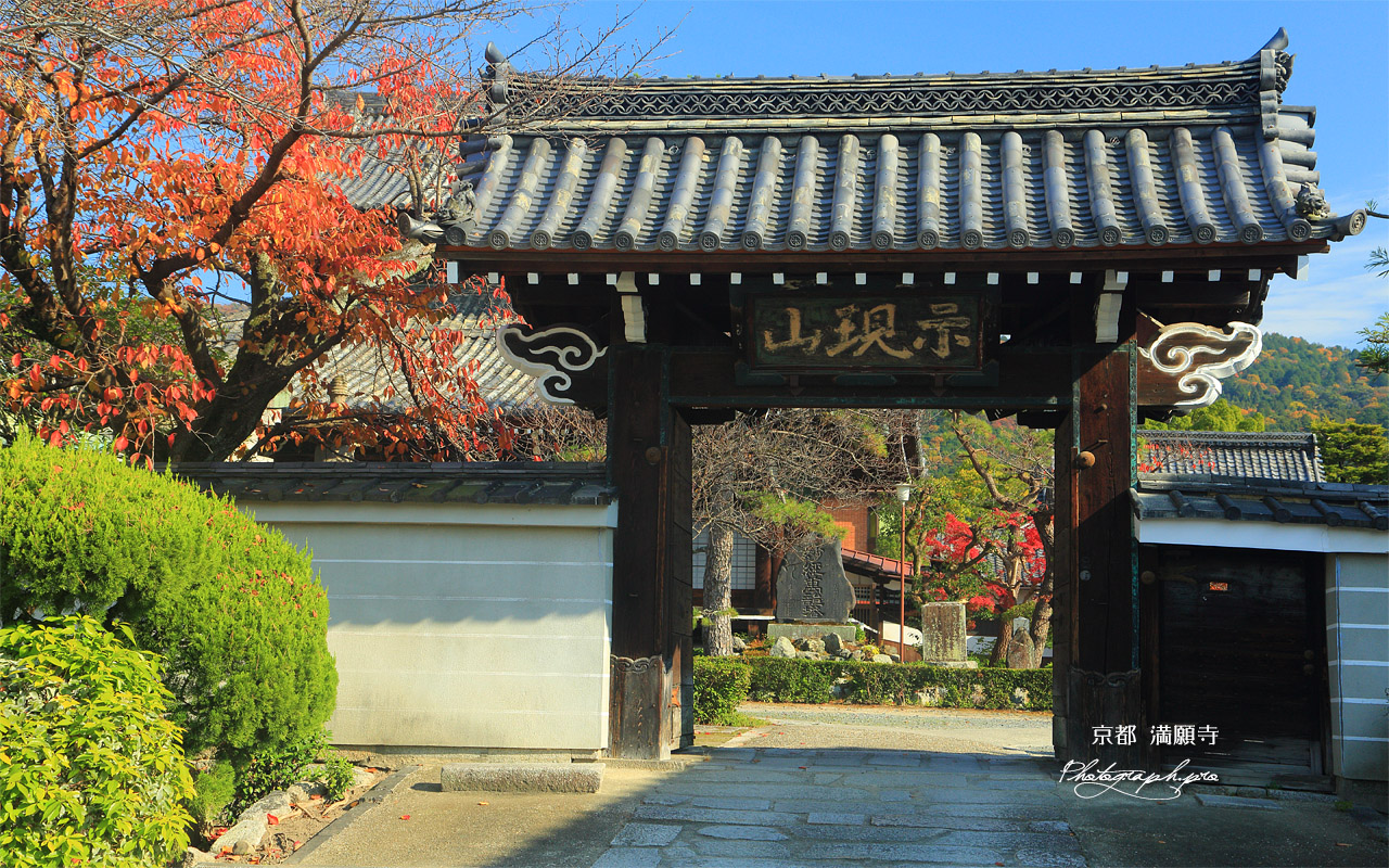 満願寺 桜紅葉と表門 壁紙