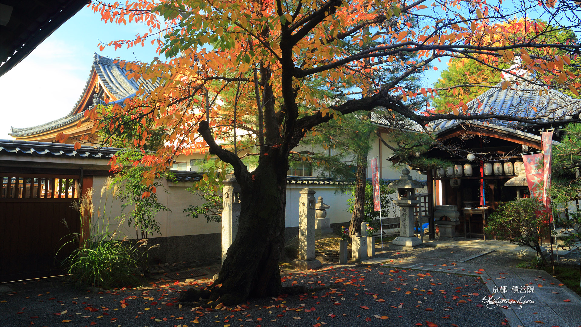 積善院 桜紅葉と旧本堂
