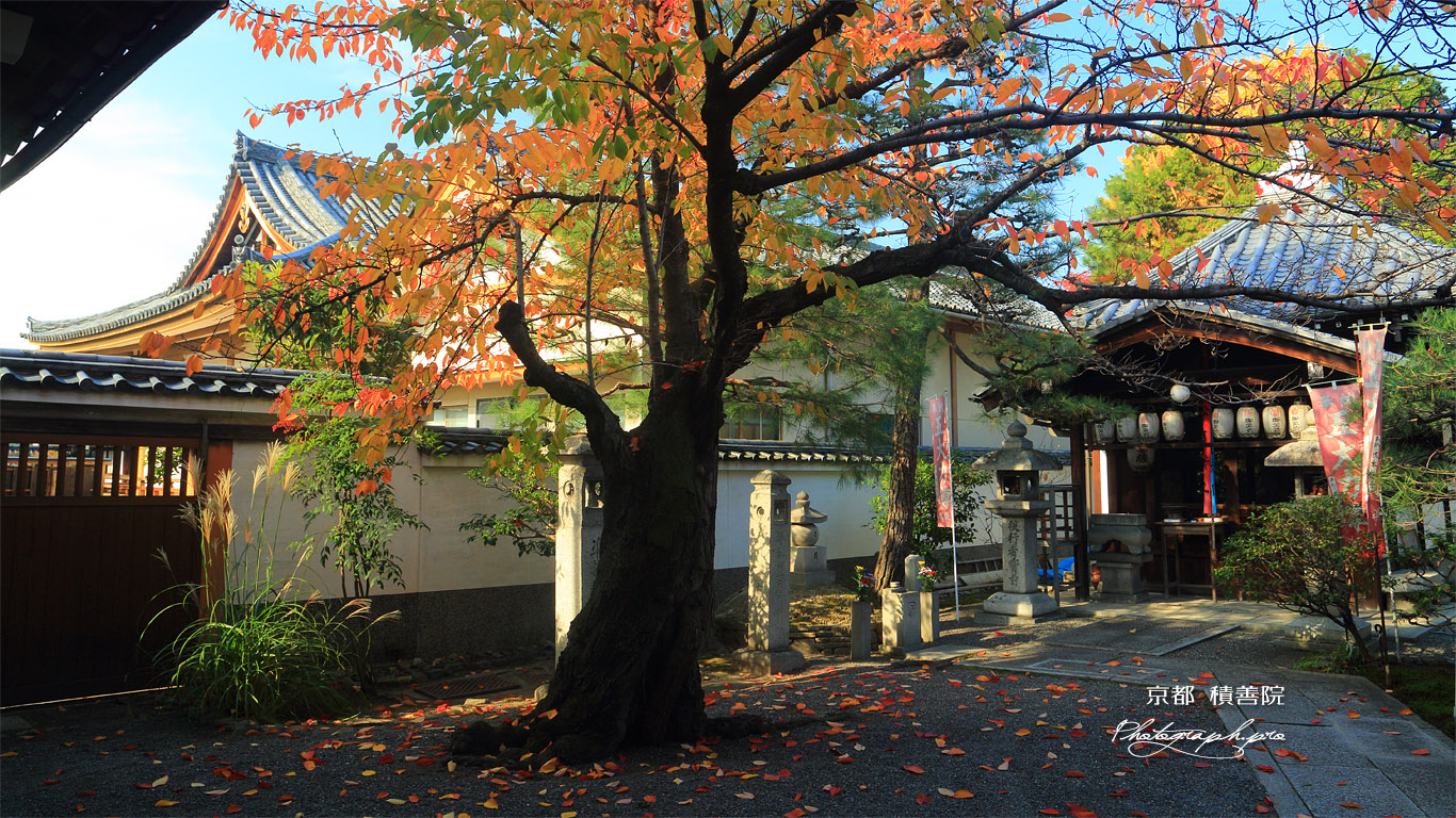 積善院 桜紅葉と旧本堂 壁紙