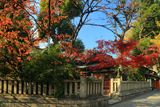 京都熊野神社 紅葉