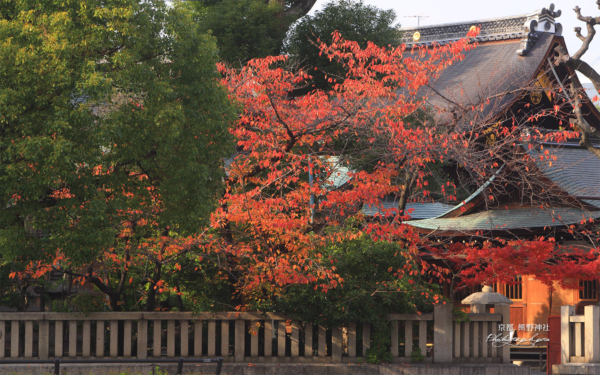 京都熊野神社 桜紅葉と本殿
