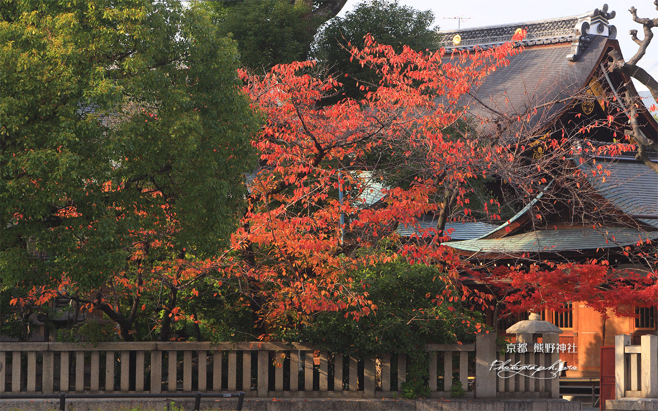京都熊野神社 桜紅葉と本殿 壁紙