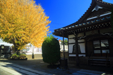 延命寺 本堂と大銀杏黄葉