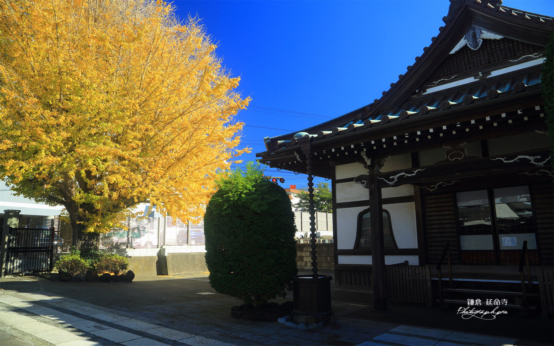 延命寺 本堂と大銀杏黄葉