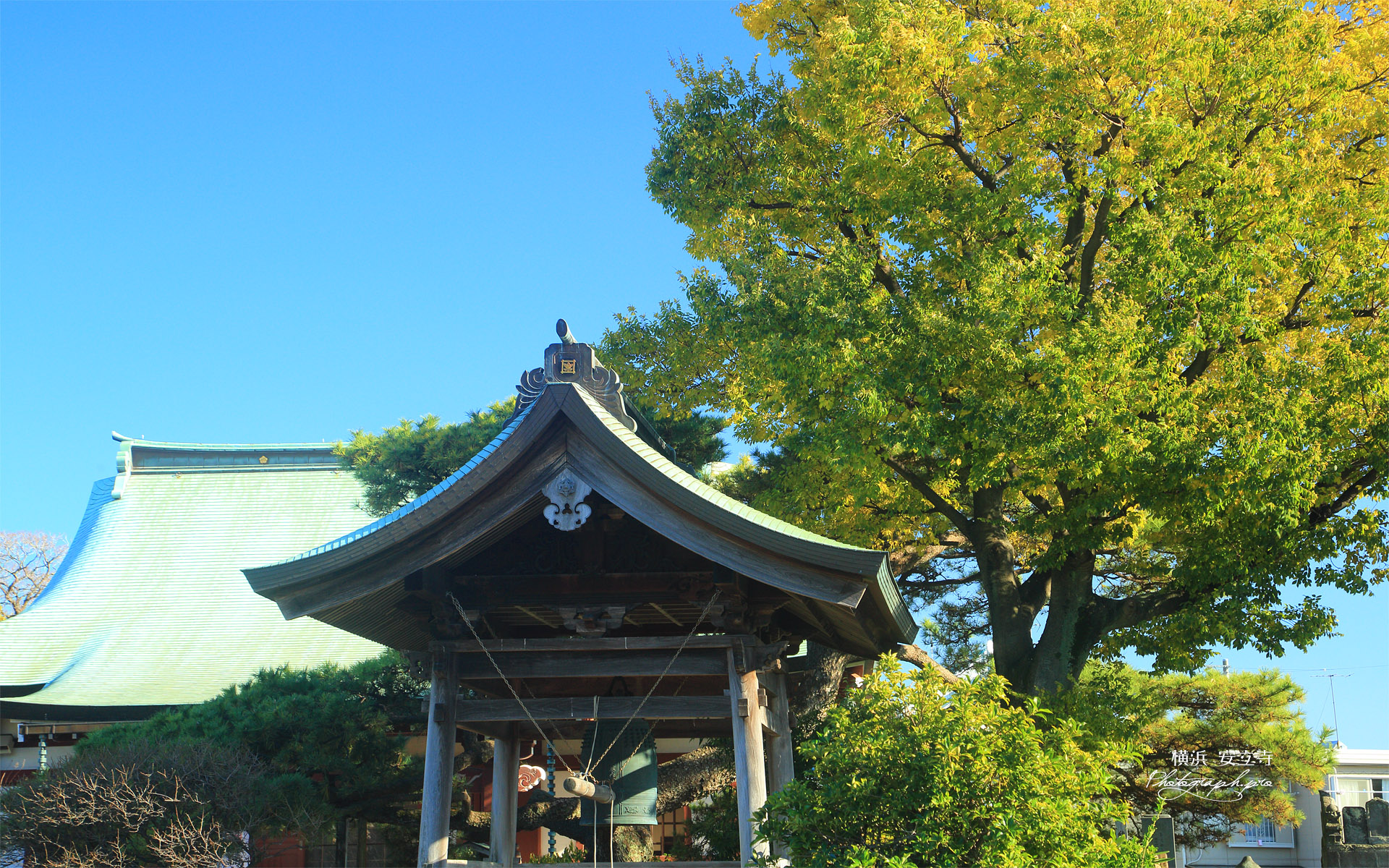 金沢安立寺 鐘楼と黄葉した高木