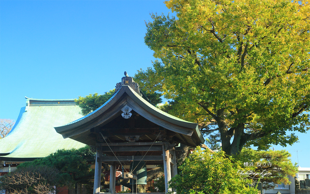 金沢安立寺 鐘楼と黄葉した高木 壁紙