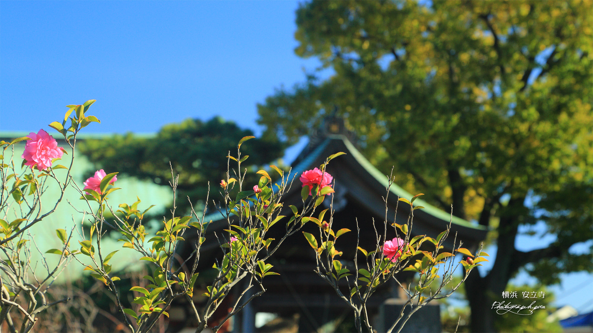 金沢安立寺 山茶花