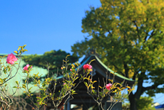 安立寺