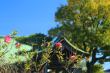 金沢安立寺 さざんか