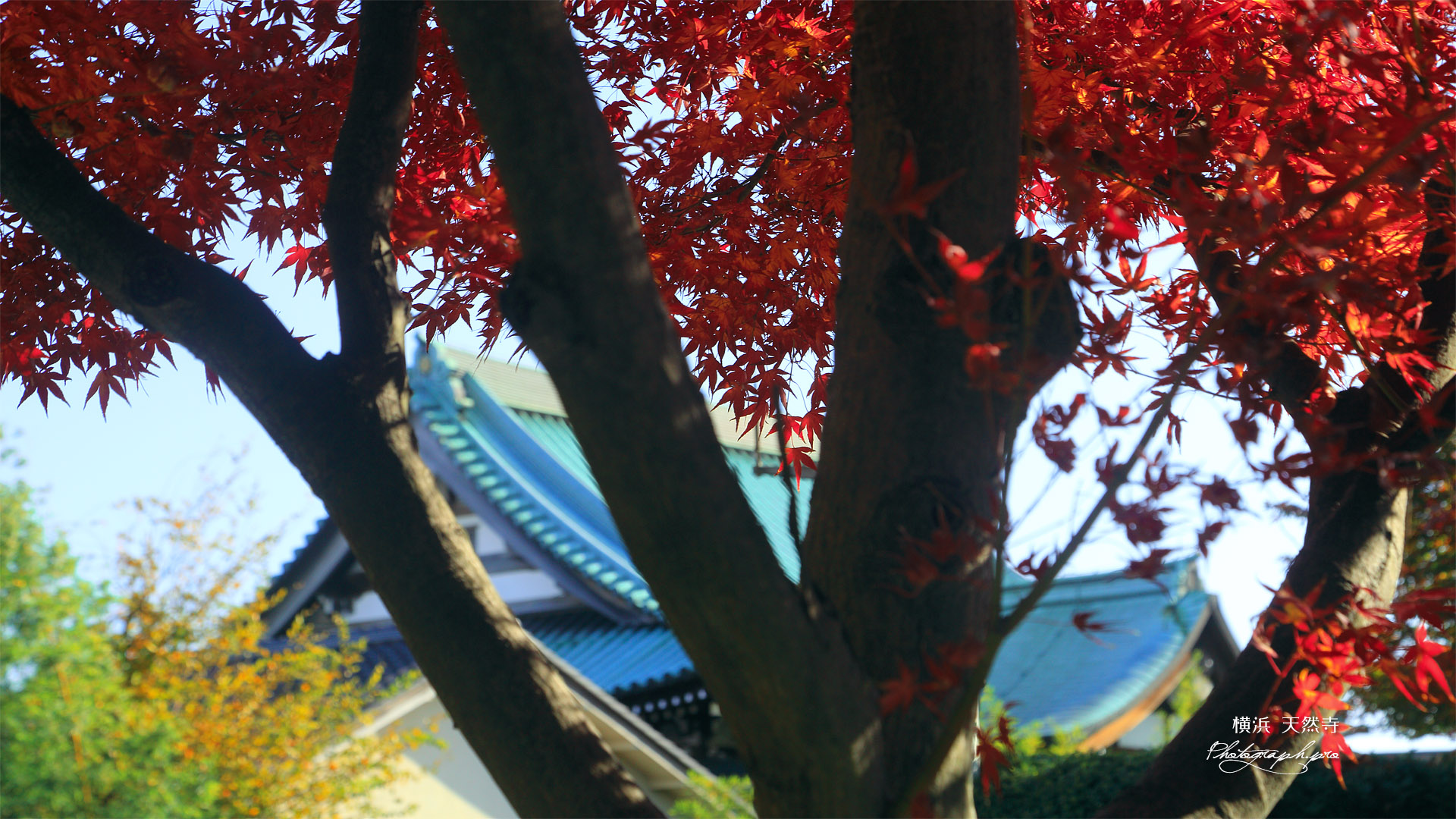 天然寺 紅葉越しの本堂