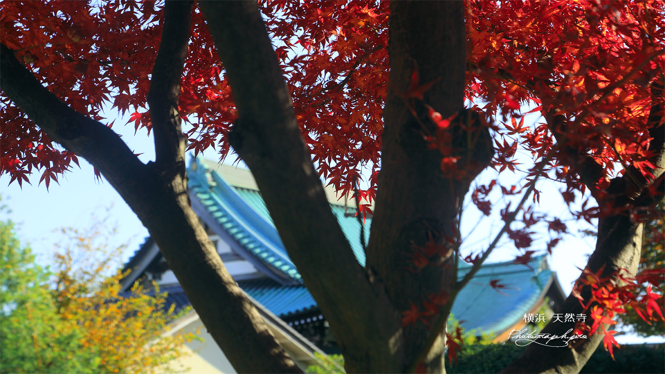 天然寺 紅葉越しの本堂 壁紙