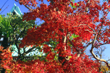 金沢伝心寺 紅葉越しの本堂