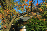 金沢薬王寺 桜紅葉越しの本堂