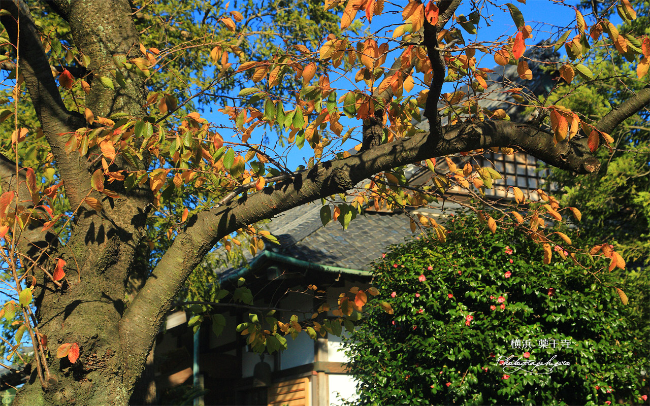 金沢薬王寺 桜紅葉越しの本堂 壁紙