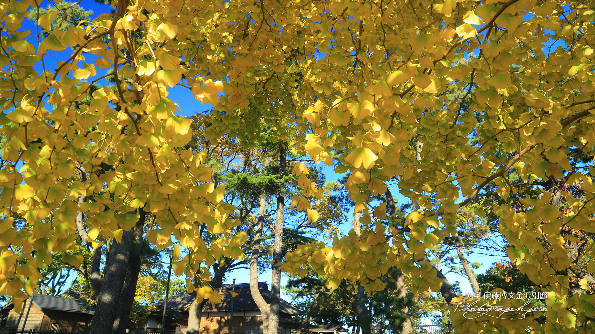 野島公園 銀杏黄葉越しの旧伊藤博文金沢別邸