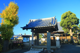 染王寺 イチョウ黄葉と山門