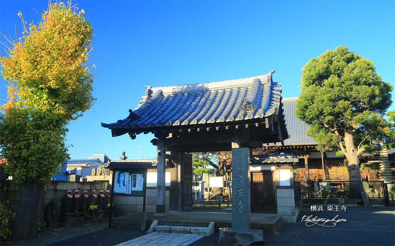 染王寺 公孫樹黄葉と山門 壁紙