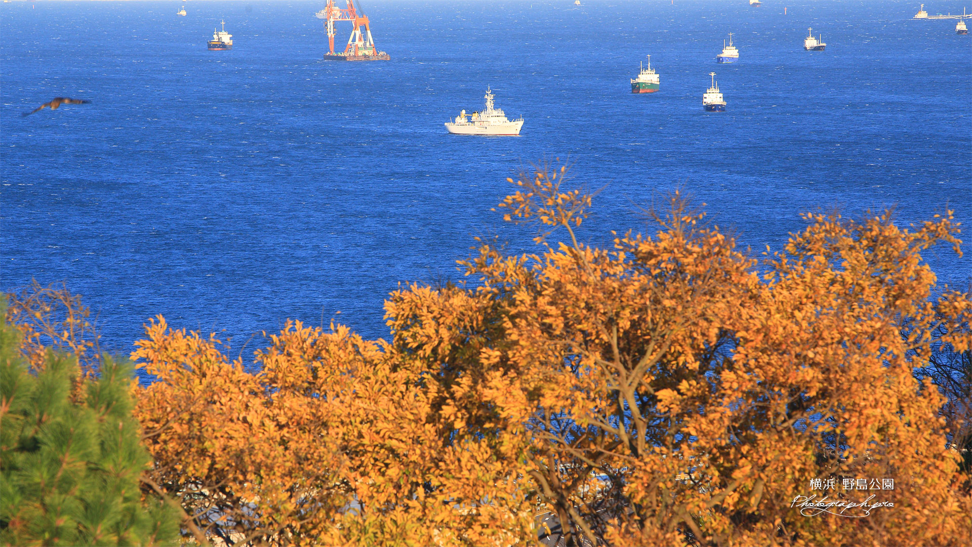 野島公園 雑木紅葉越しの東京湾